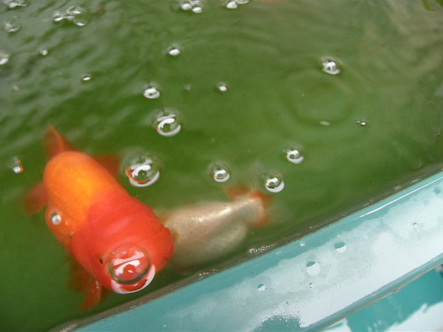 c0141933_1505617.jpg