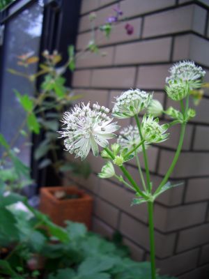 b0178339_14372685.jpg