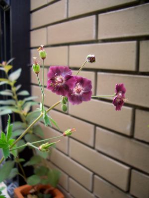 b0178339_1458121.jpg