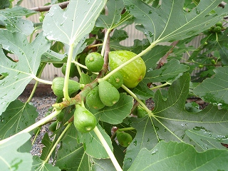 e0004756_2010849.jpg