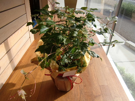 d0064175_9371655.jpg