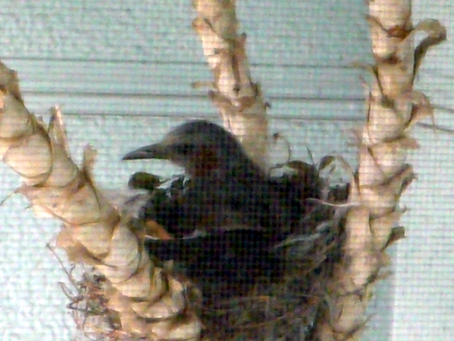 c0125283_9533978.jpg