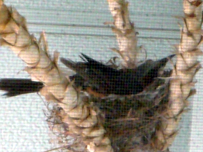 c0125283_9535381.jpg