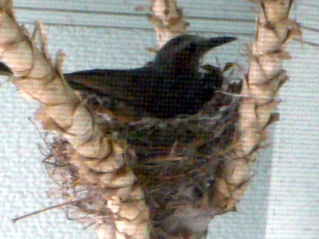 c0125283_9544716.jpg