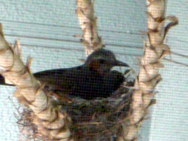 c0125283_9545885.jpg