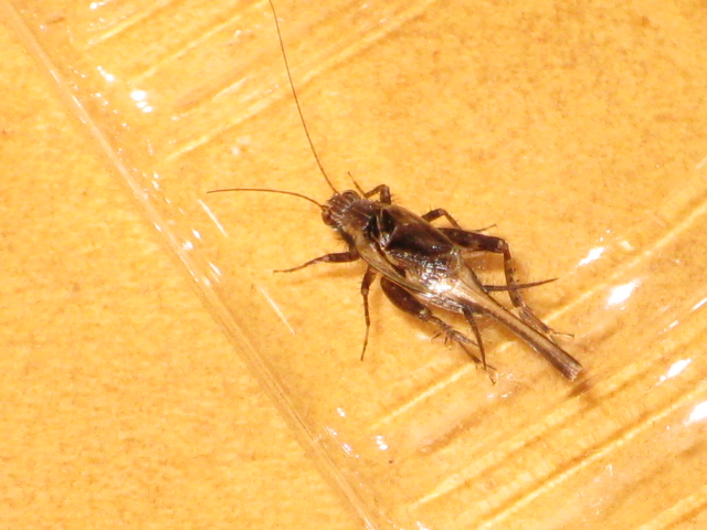 d0070702_082151.jpg