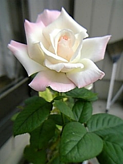 e0098908_22254172.jpg