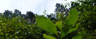 e0032609_11194697.jpg