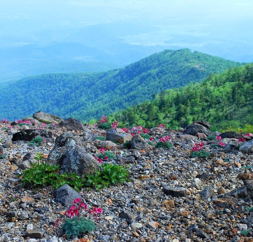 c0177814_133946100.jpg