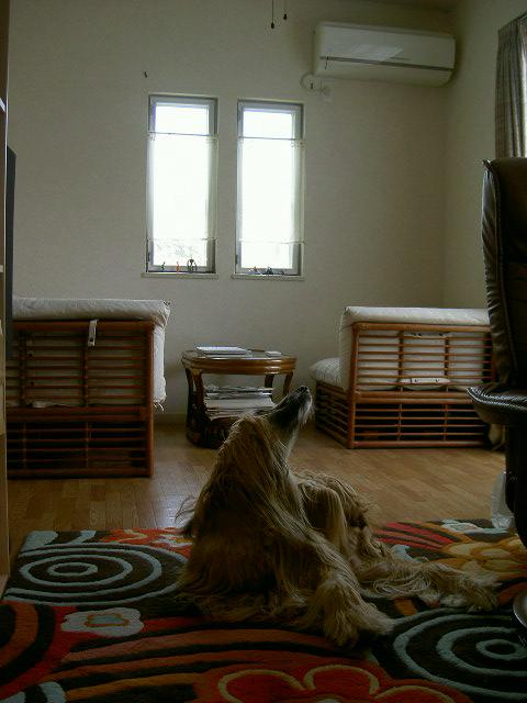c0118216_13551335.jpg