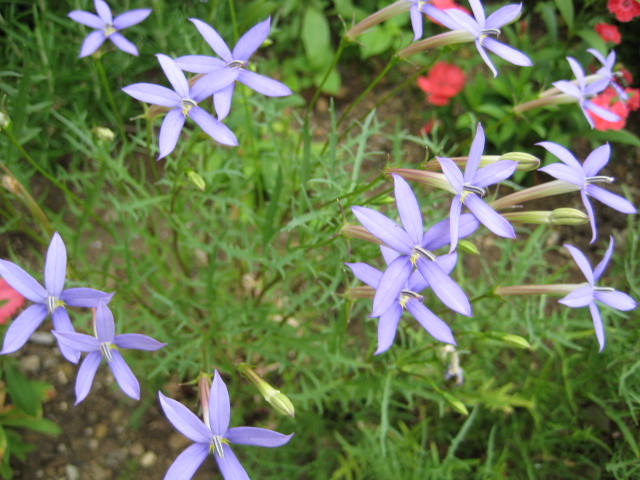 e0166032_2323861.jpg
