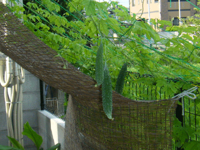 f0008935_2142111.gif