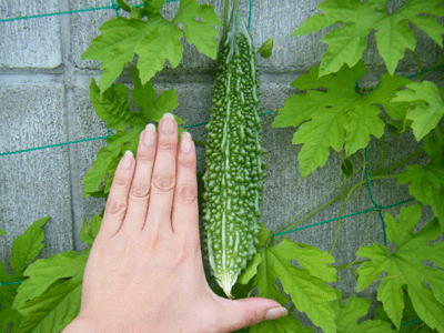 f0008935_2143566.gif