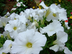 花1