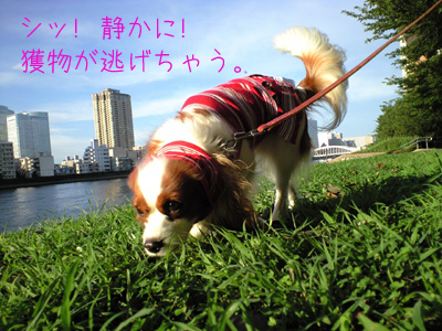 a0120944_121554.jpg