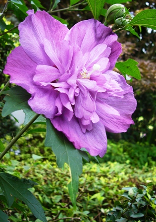 c0122445_1635169.jpg