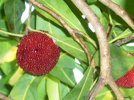 c0122445_16375744.jpg