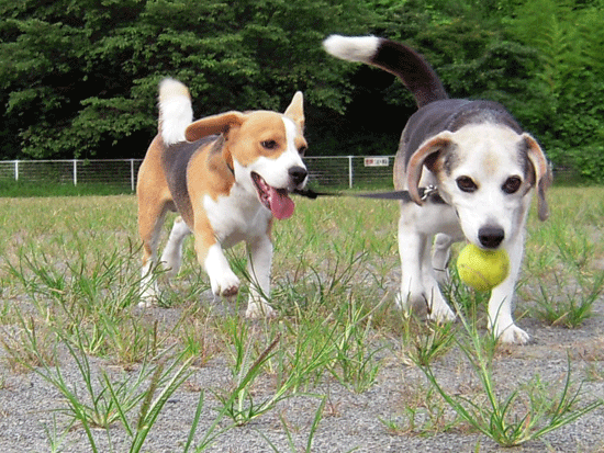 b0005652_20365613.gif