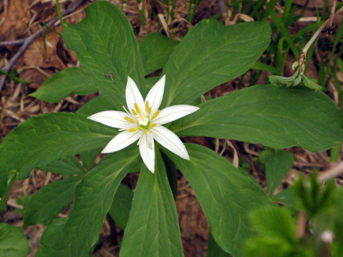 f0007956_1754529.jpg