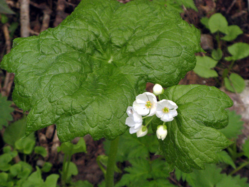f0007956_1755068.jpg