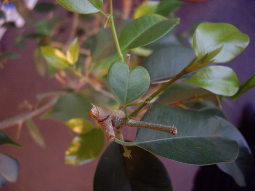 d0092963_186642.jpg