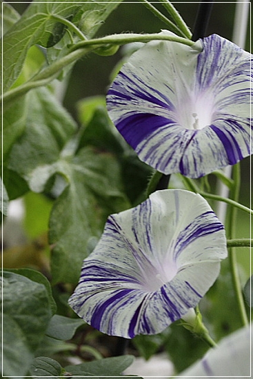 a0079880_22373385.jpg