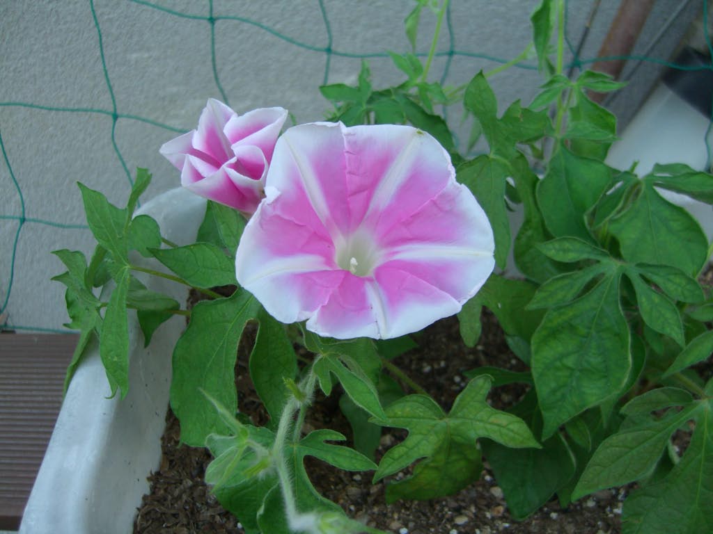 e0023183_3465619.jpg