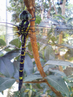 b0028299_17495667.jpg