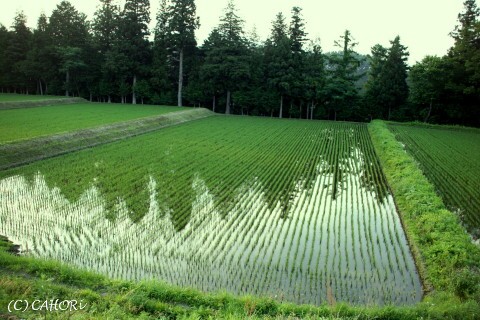 c0071221_1131330.jpg