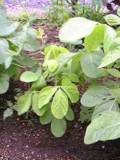 f0028123_23412863.jpg