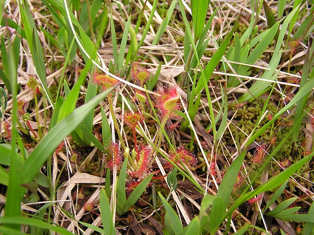 b0099538_20475427.jpg