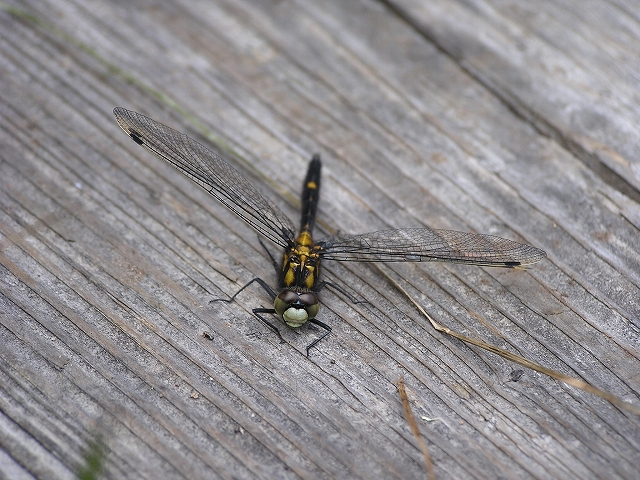 b0099538_20534751.jpg