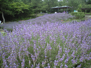 c0132646_8474091.jpg