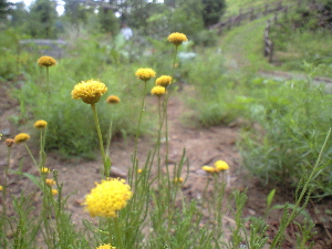 c0132646_8572966.jpg