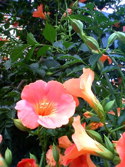 f0179947_3115180.jpg