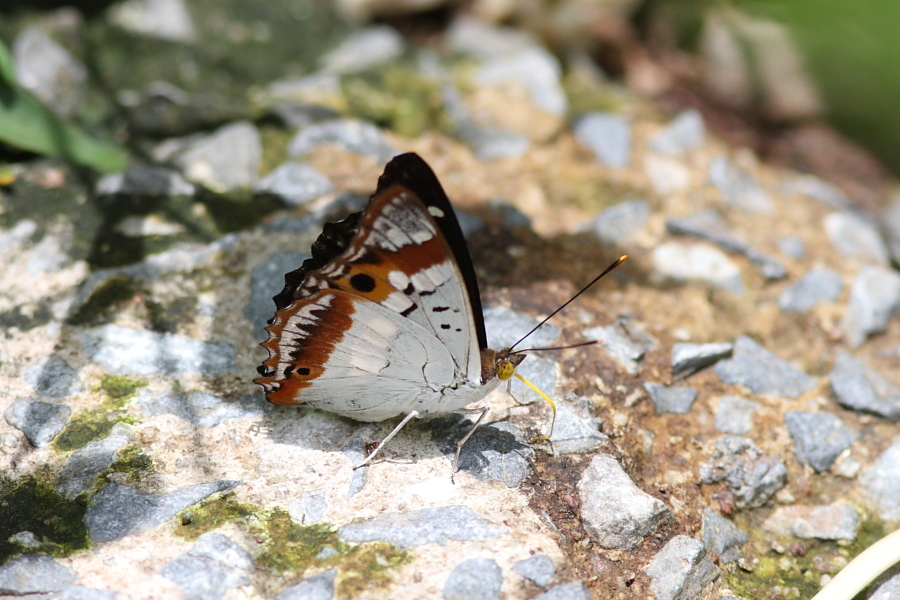 a0094850_2054162.jpg