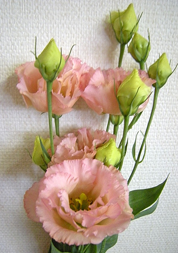 a0001354_2125528.jpg