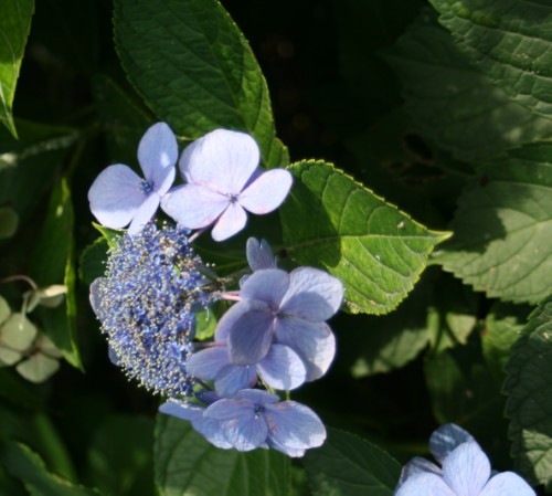 b0136683_1627588.jpg