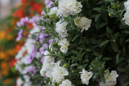 d0133693_10273182.jpg