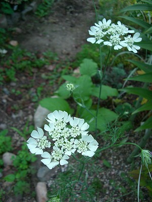 c0117007_2003710.jpg