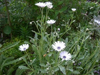 c0117007_208659.jpg