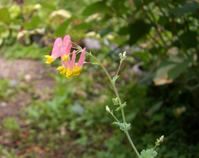 c0117007_2095316.jpg