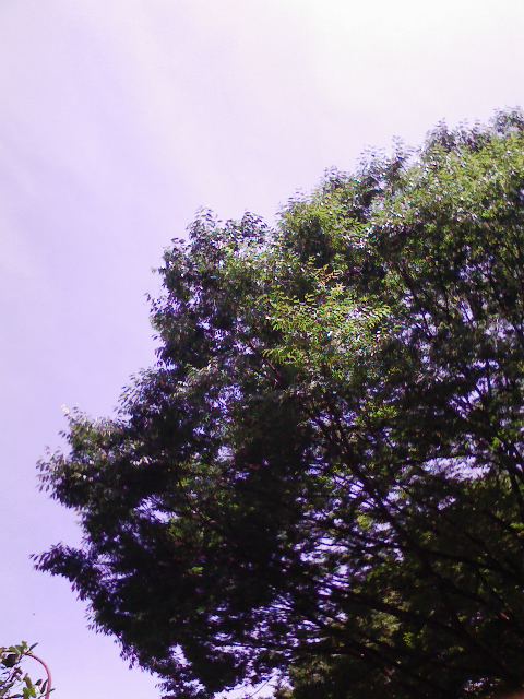 e0009714_1111314.jpg