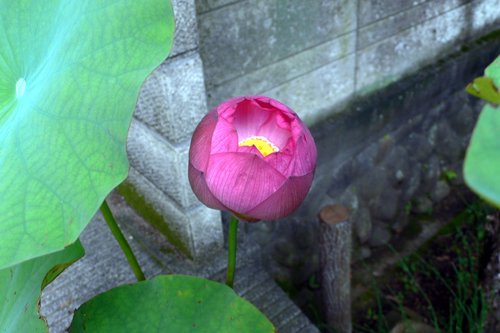 f0060424_1324012.jpg