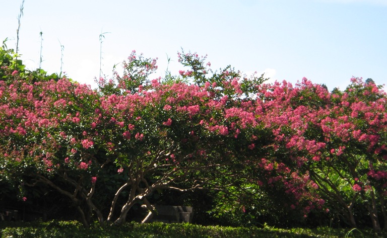 f0042737_1175875.jpg