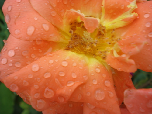 c0153444_10381047.jpg