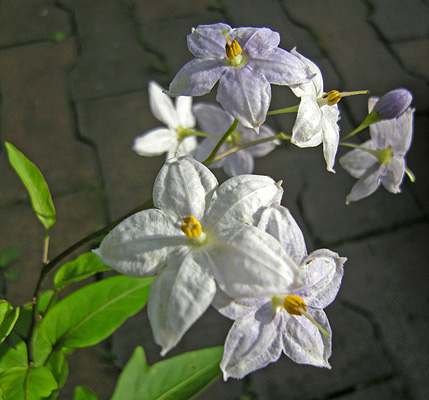 a0001354_2252617.jpg