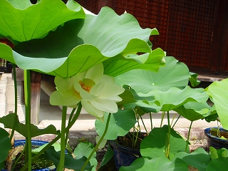 e0004756_21422254.jpg