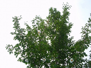 e0004756_21451175.jpg