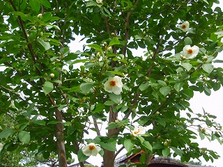 e0004756_2146556.jpg